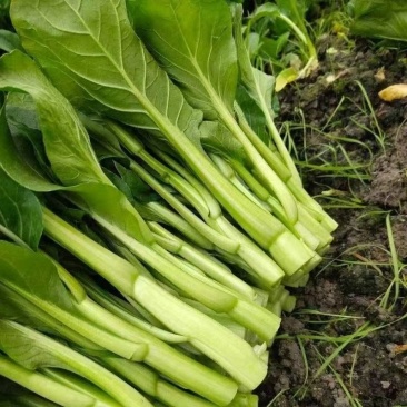 新鲜菜苔现摘现卖