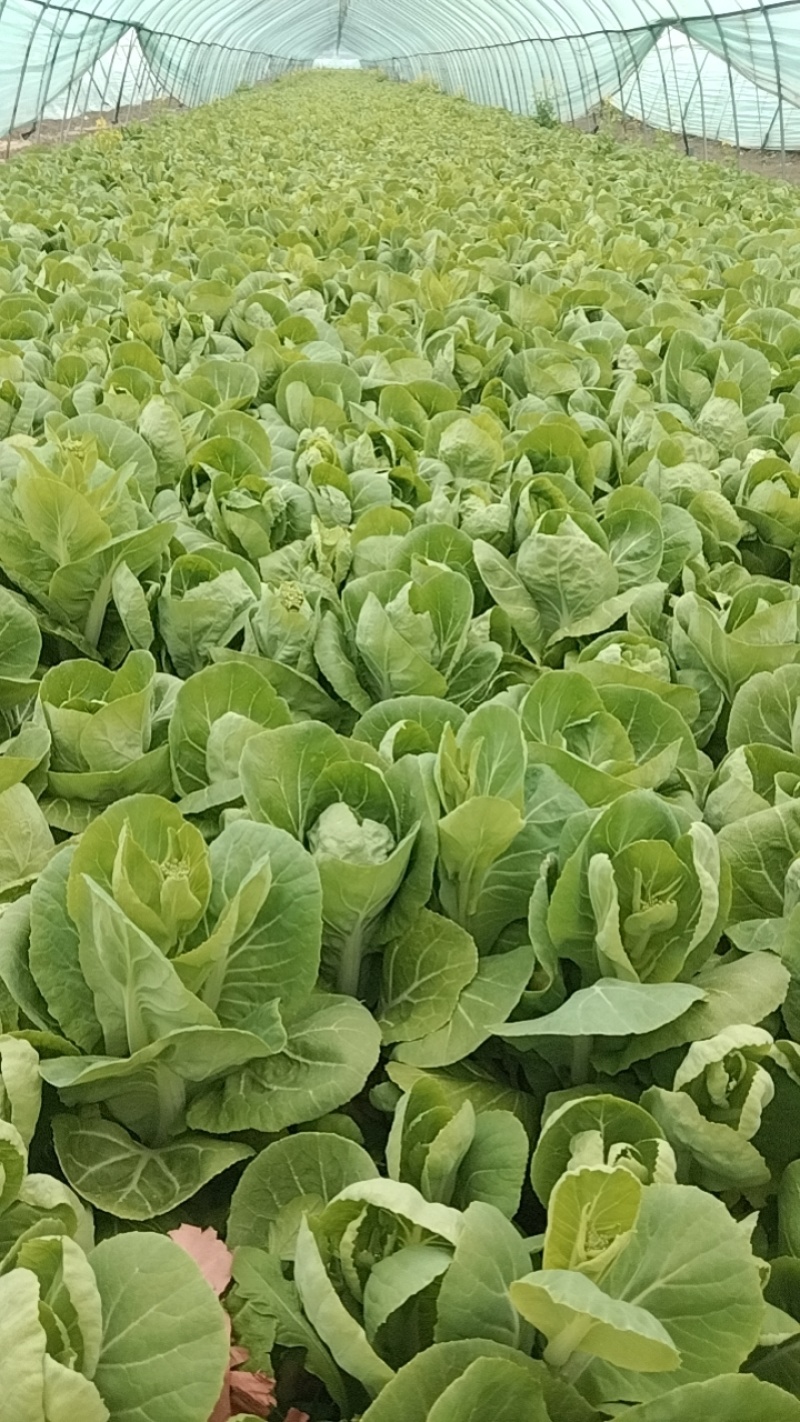 新鲜菜苔现摘现卖