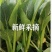 新鲜菜苔现摘现卖
