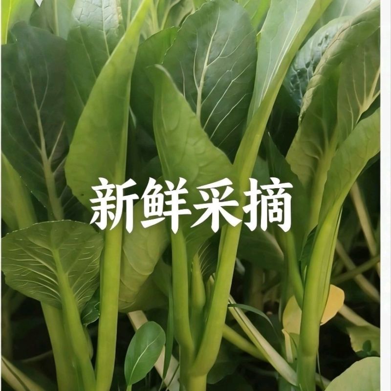 新鲜菜苔现摘现卖