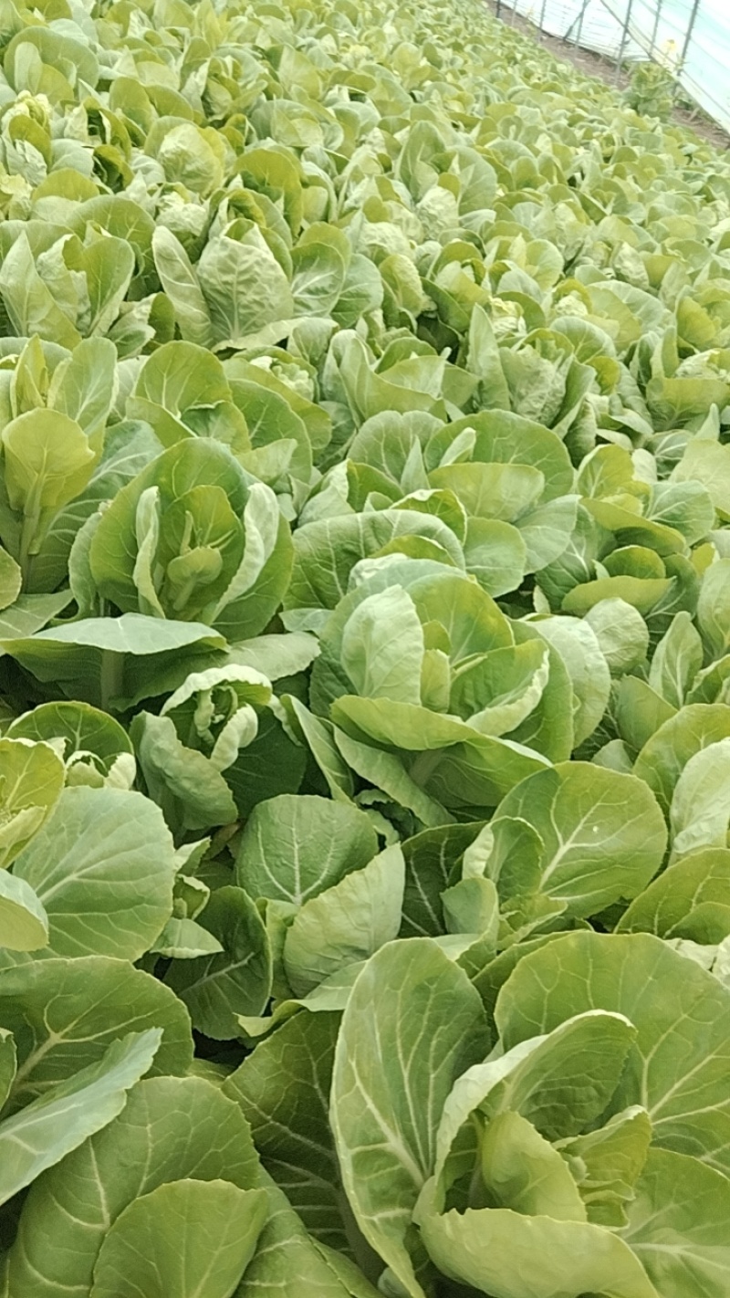新鲜菜苔现摘现卖