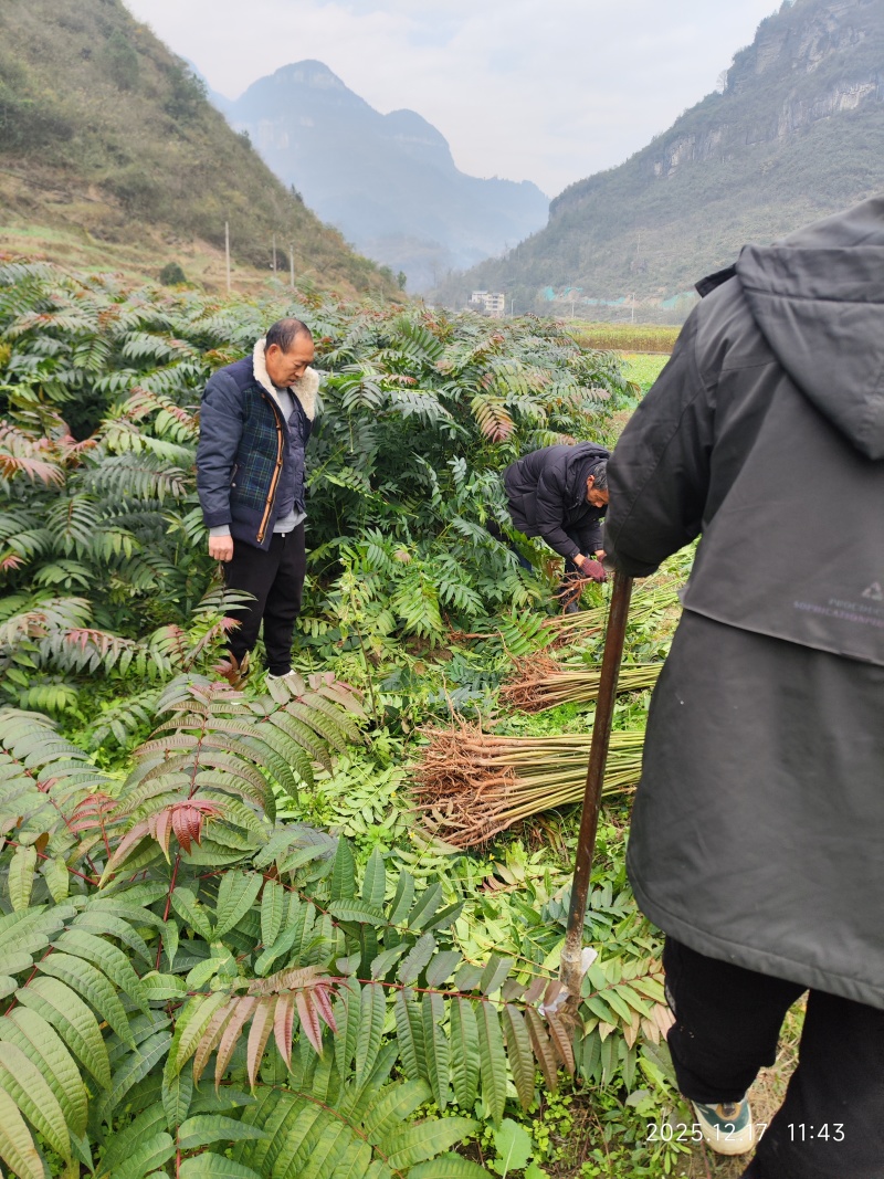 红油香椿苗健康好苗长势快当年可采