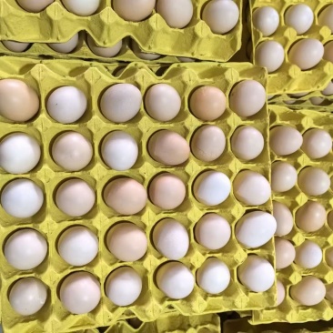 鸡蛋🥚