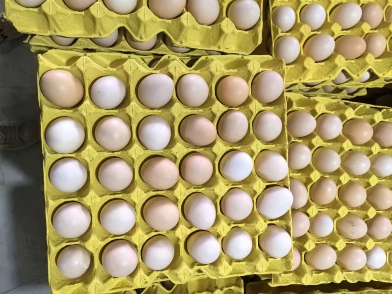 鸡蛋🥚