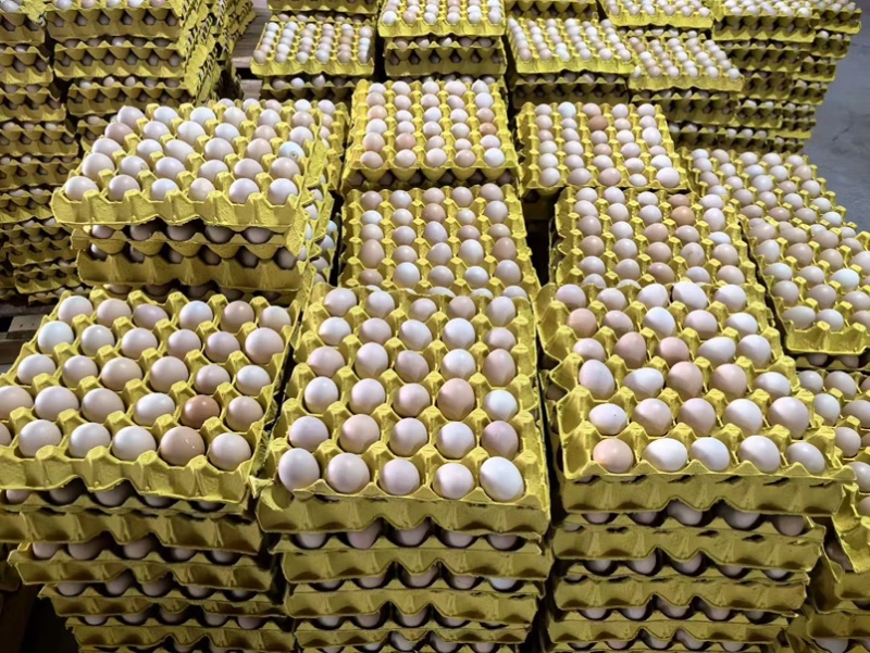 鸡蛋🥚