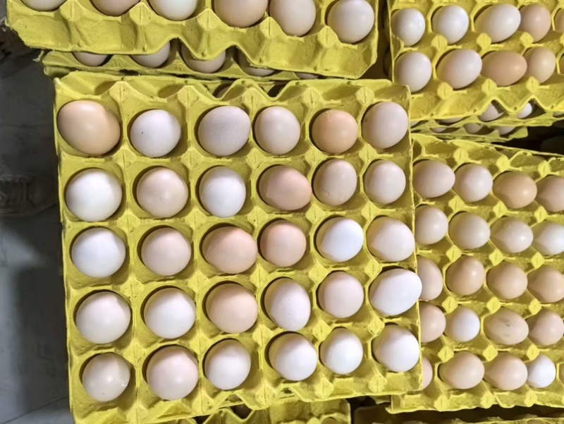 鸡蛋🥚