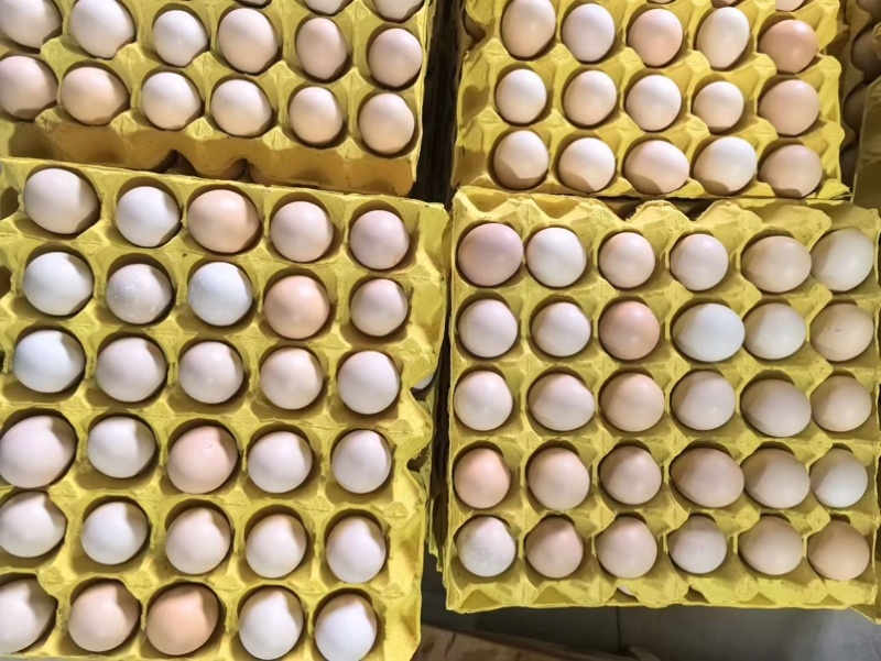 鸡蛋🥚