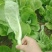 毛白菜新鲜现摘农家自种小白菜青菜当季蔬菜