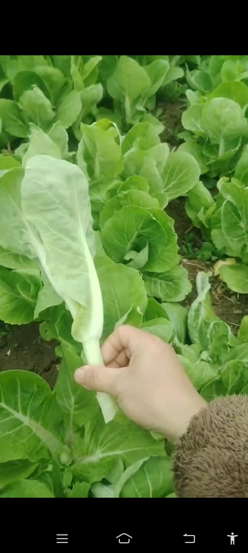 毛白菜新鲜现摘农家自种小白菜青菜当季蔬菜