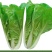 毛白菜新鲜现摘农家自种小白菜青菜当季蔬菜