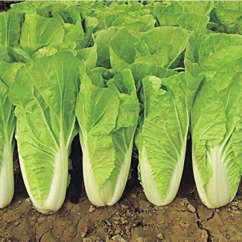 毛白菜新鲜现摘农家自种小白菜青菜当季蔬菜