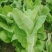 毛白菜新鲜现摘农家自种小白菜青菜当季蔬菜