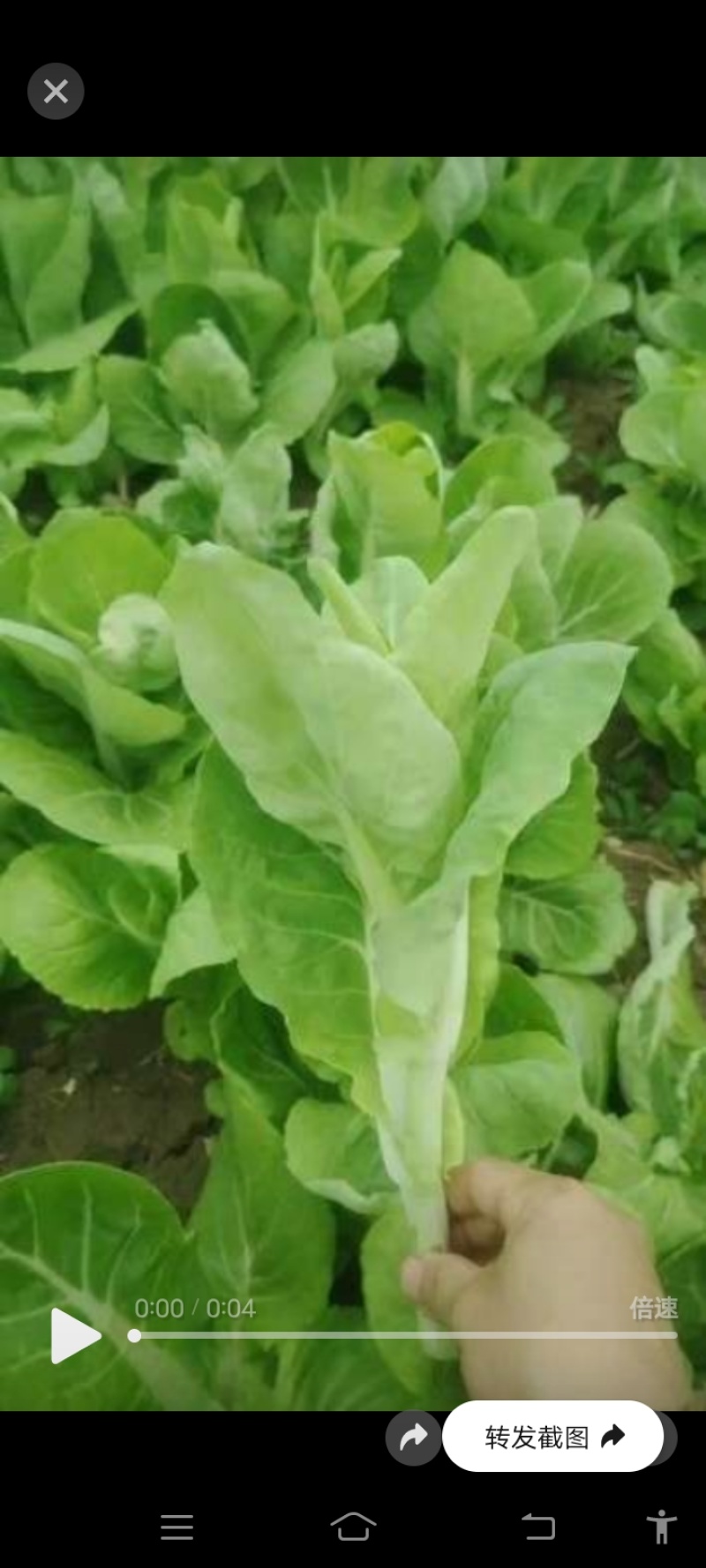 毛白菜新鲜现摘农家自种小白菜青菜当季蔬菜