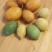 香水柠檬