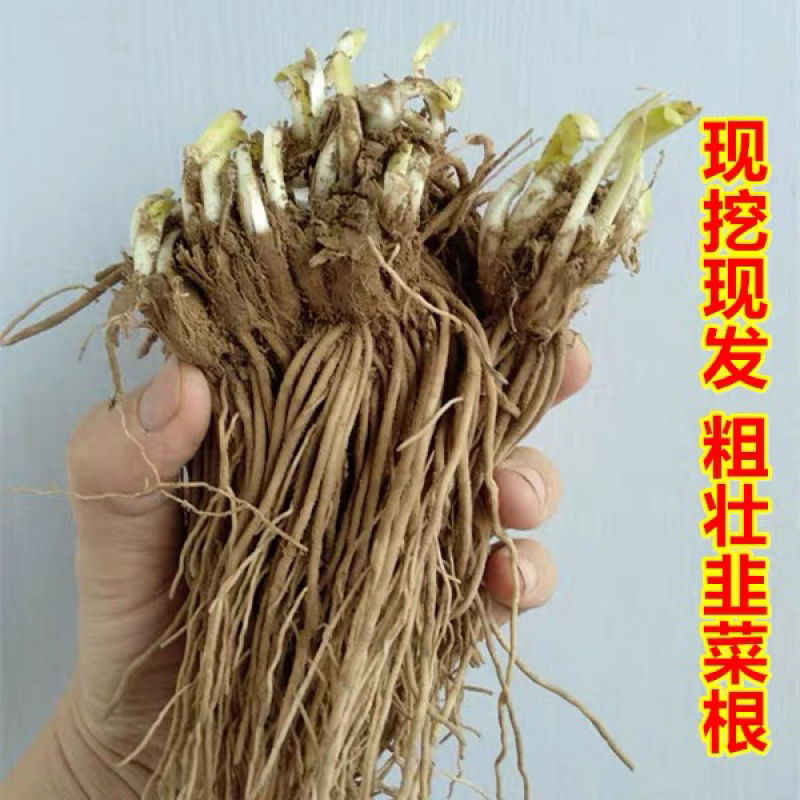 韭菜根，产地直发，大量有货，欢迎各位老板咨询
