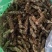 野生干夏枯草中药材500g白毛夏枯球泡茶水正品夏菇草