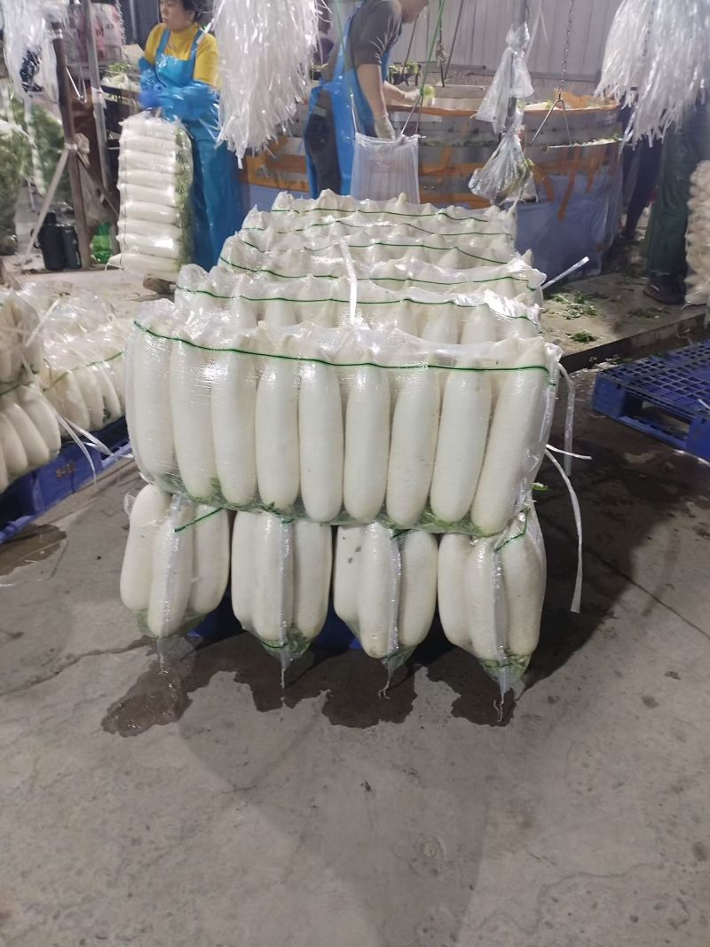 精品白萝卜