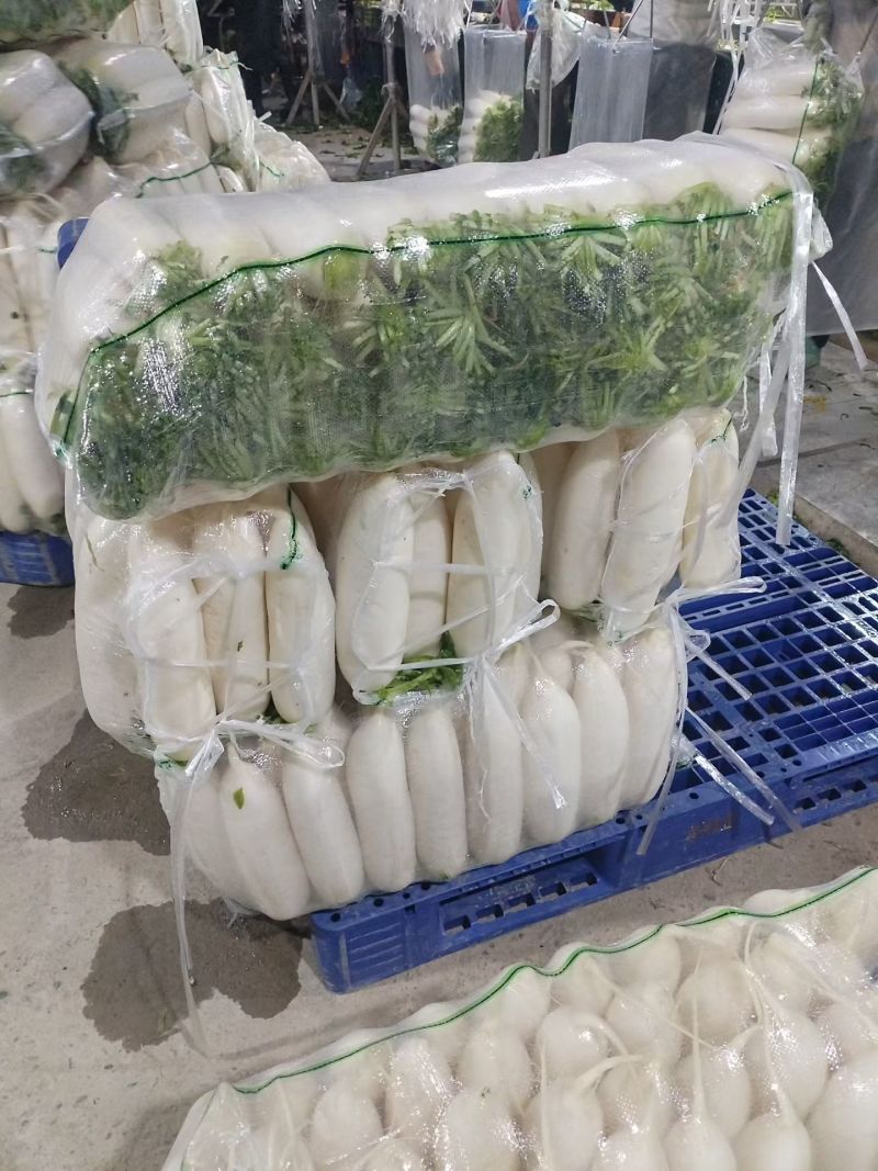 精品白萝卜
