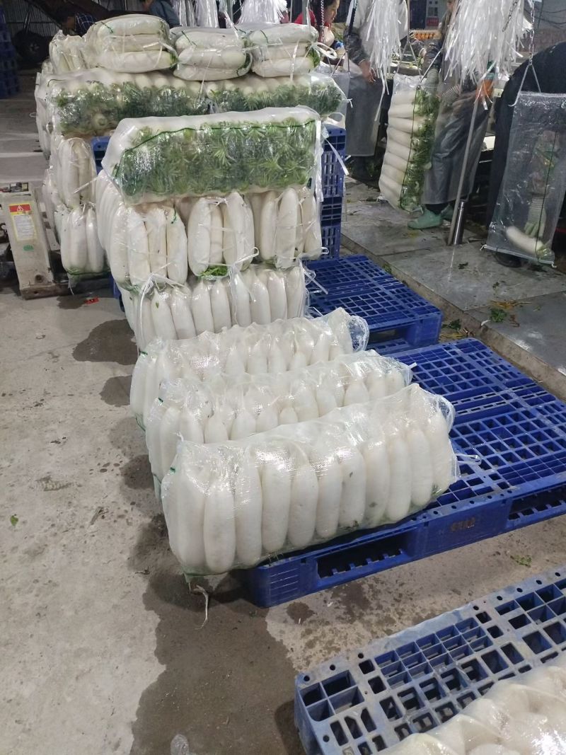 精品白萝卜