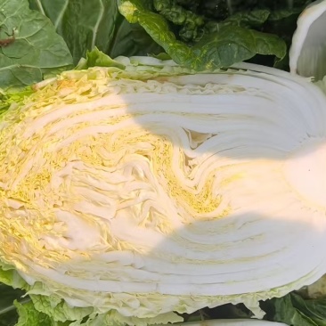 精品大白菜，欢迎广大老板来选购