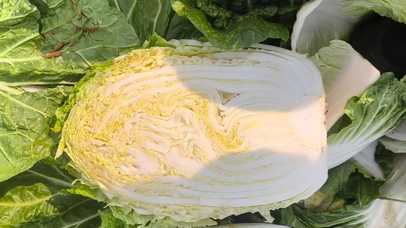 精品大白菜，欢迎广大老板来选购