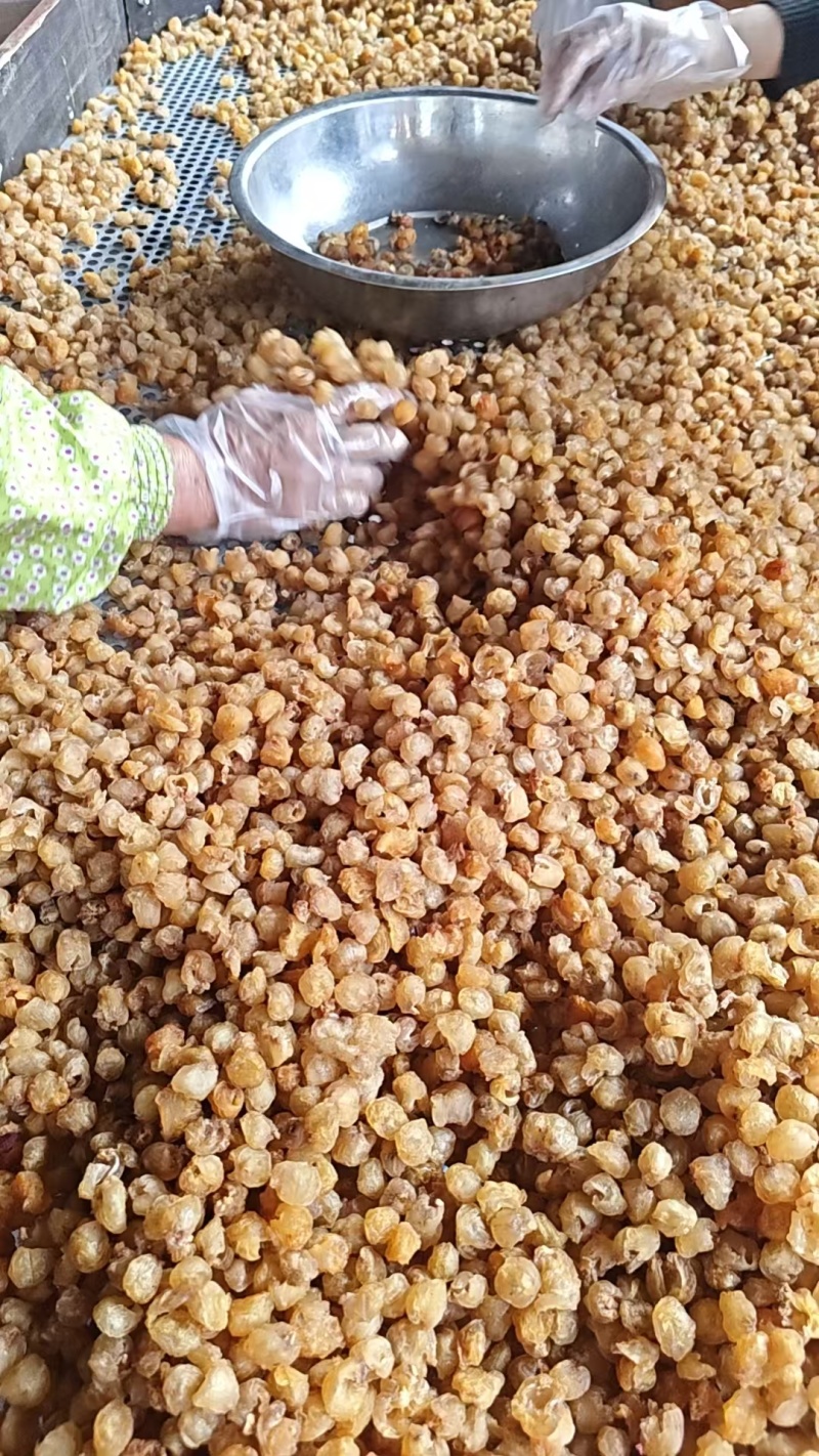 广西博白石硖桂圆肉泡茶龙眼肉特产干货广西博白新货桂圆肉干无核