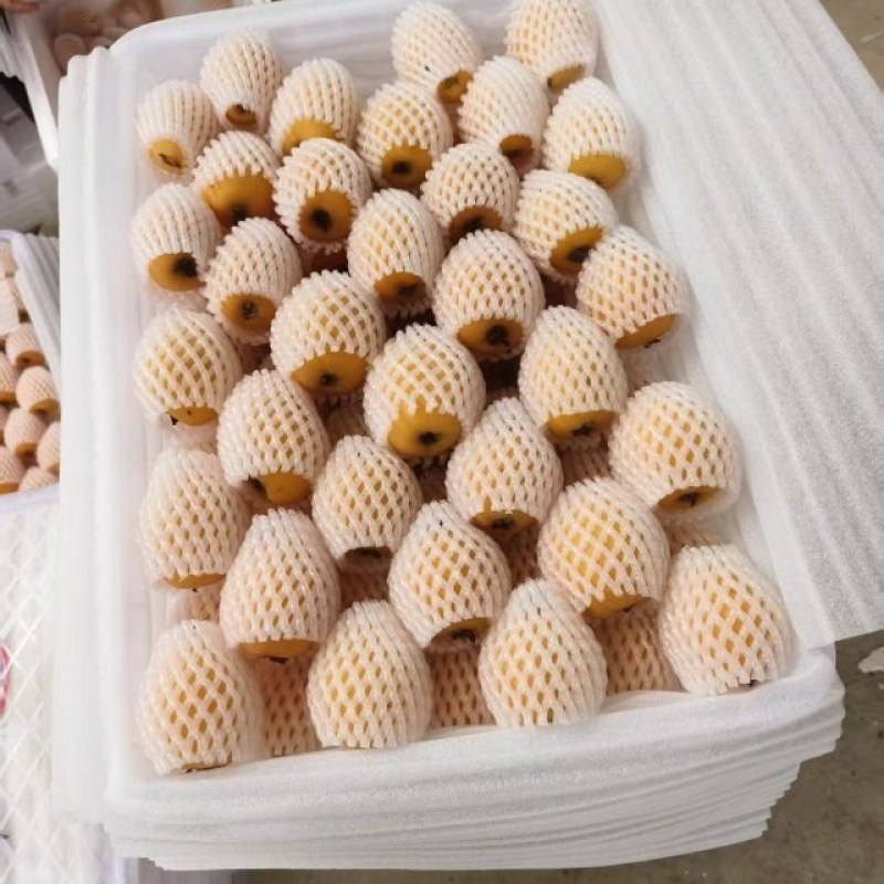 枇杷