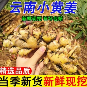 正宗云南黄小黄姜生姜新鲜老姜农家嫩姜可发云聚物流