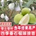 珍珠番石榴嫁接苗