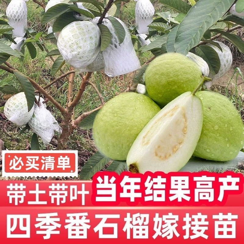 珍珠番石榴嫁接苗