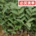珍珠番石榴嫁接苗