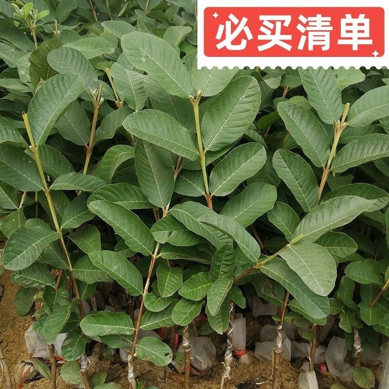 珍珠番石榴嫁接苗