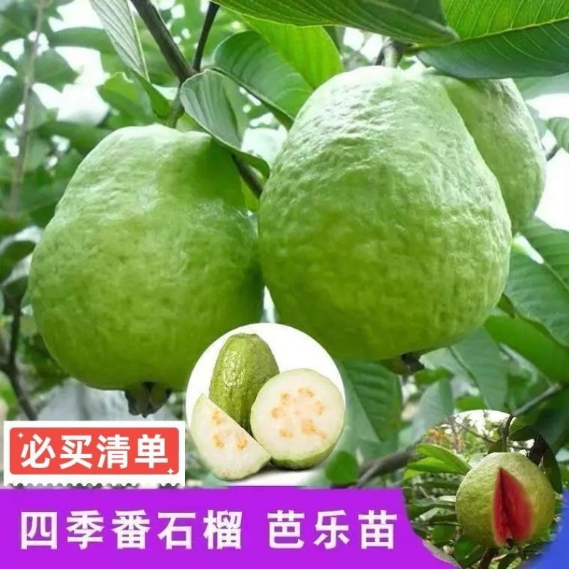珍珠番石榴嫁接苗
