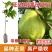 珍珠番石榴嫁接苗