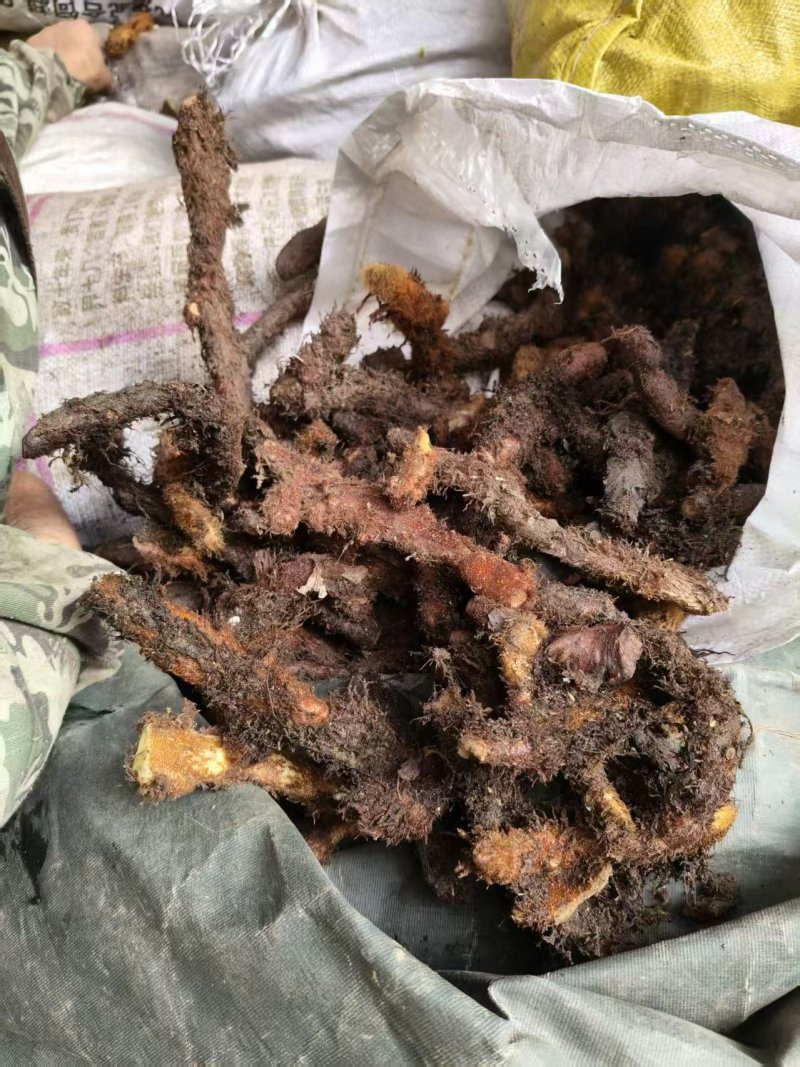 骨啐补