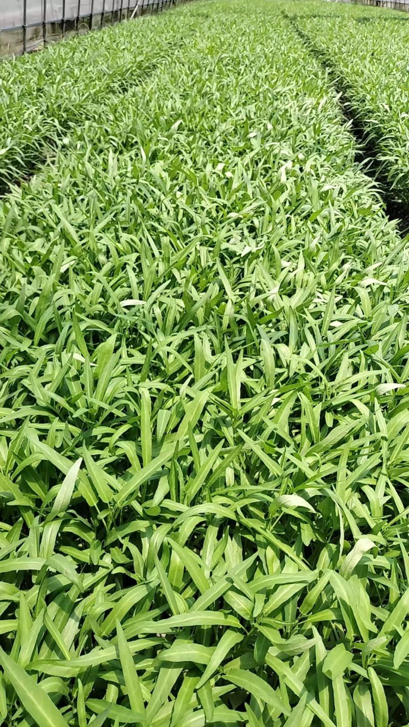 大棚空心菜，上市啦。需要的提前联系咨询预定，订单按顺序收