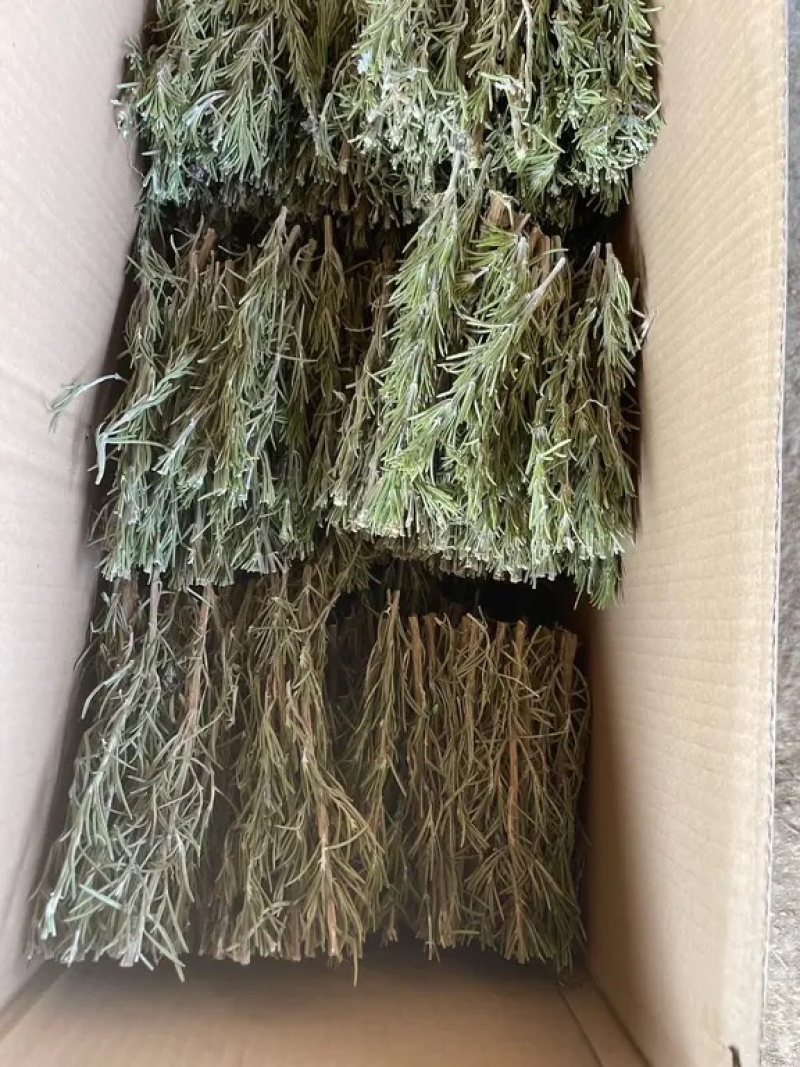 进口鼠尾草迷迭香法香欧芹马玉兰牛至罗勒百里香