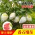 西瓜芭乐番石榴嫁接苗吗