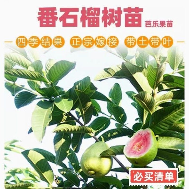 西瓜芭乐番石榴嫁接苗吗