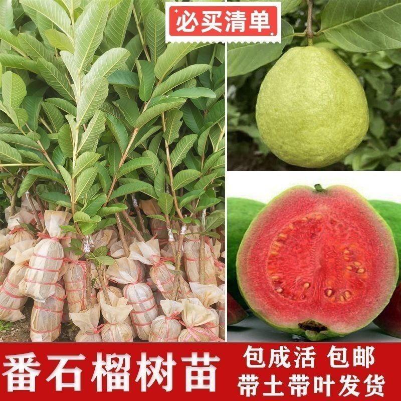 西瓜芭乐番石榴嫁接苗吗