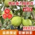 西瓜芭乐番石榴嫁接苗吗
