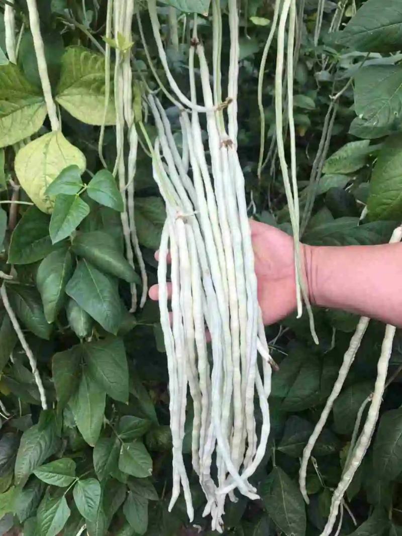 湖北本地白缸豆