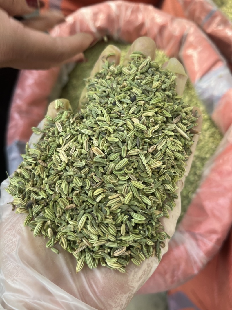 批发小茴香国产特绿小茴香量大价优长期供应