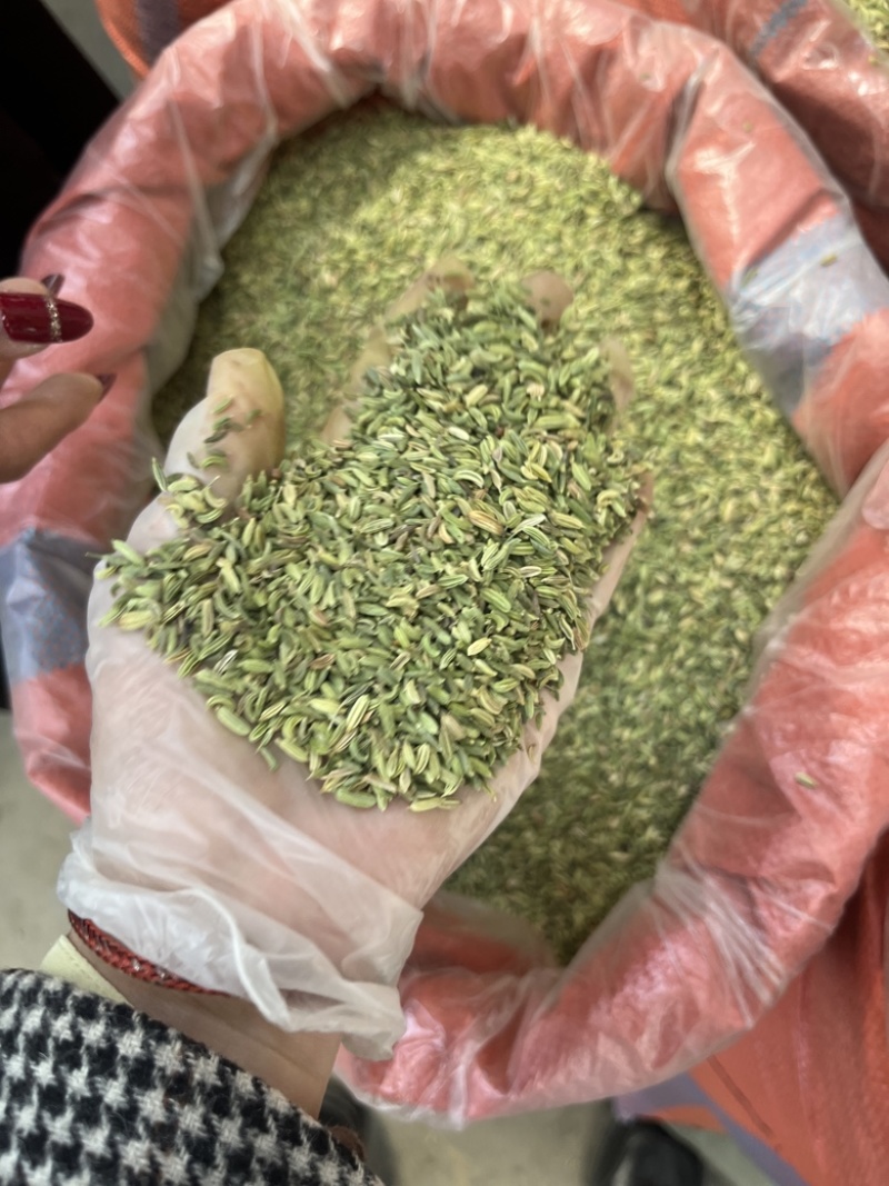 批发小茴香国产特绿小茴香量大价优长期供应
