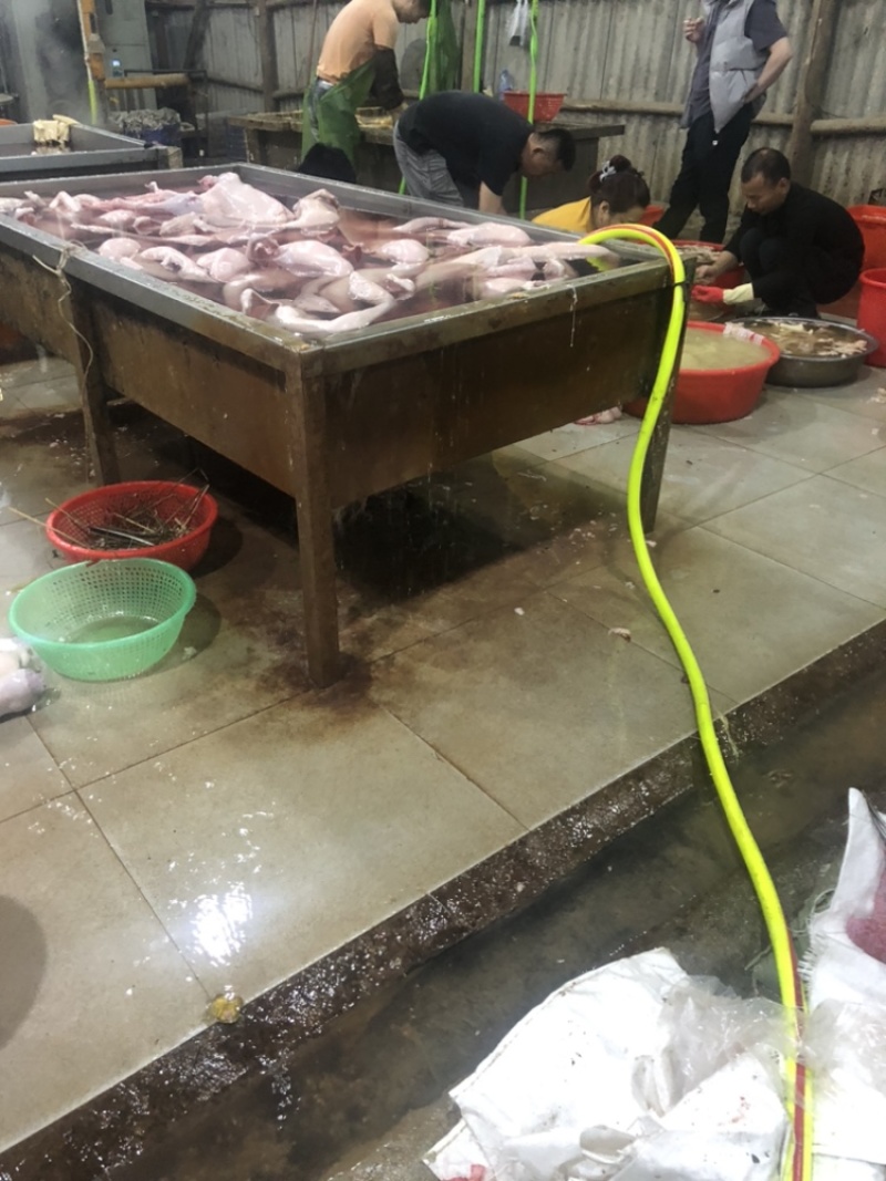 澄海狮头鹅大量发货全国发货每天3/4百只品质保证
