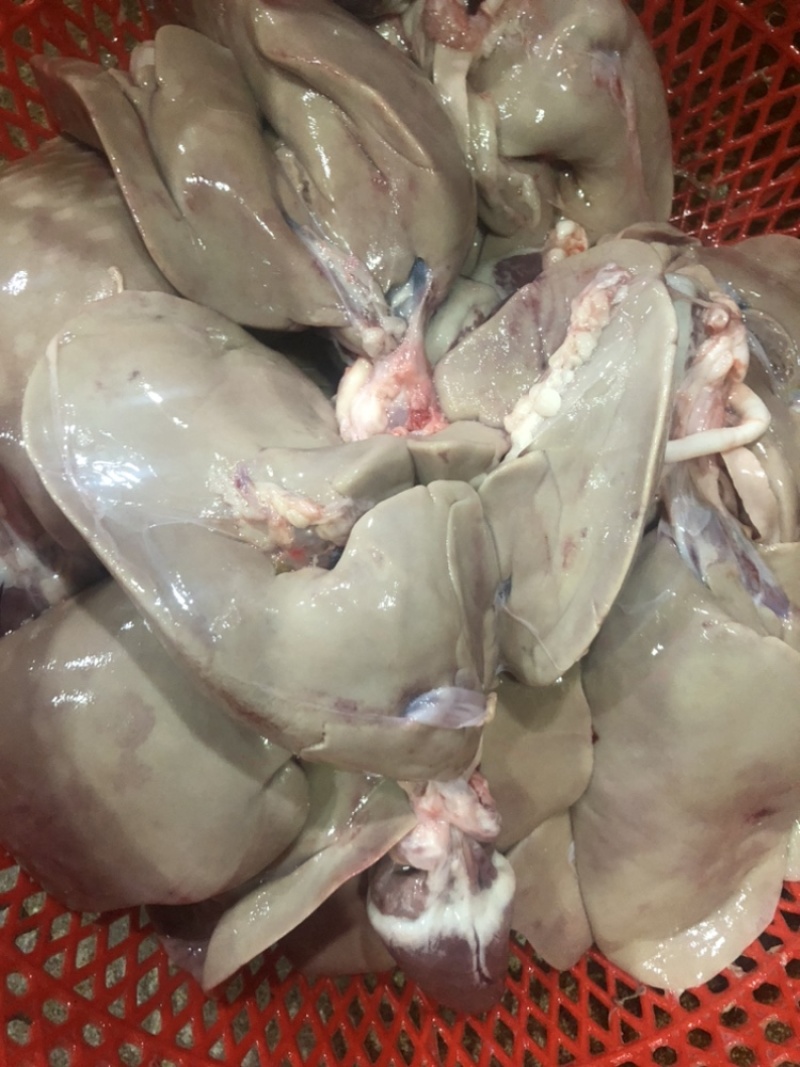 澄海狮头鹅大量发货全国发货每天3/4百只品质保证