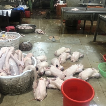 澄海狮头鹅大量发货全国发货每天3/4百只品质保证