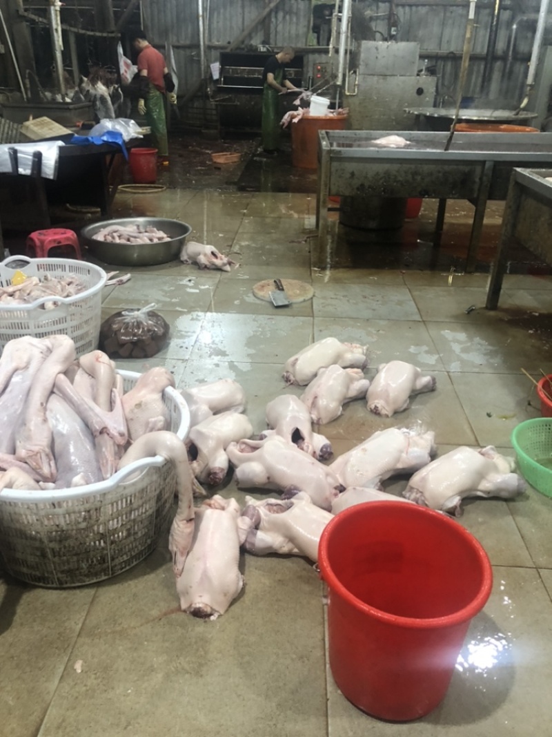 澄海狮头鹅大量发货全国发货每天3/4百只品质保证