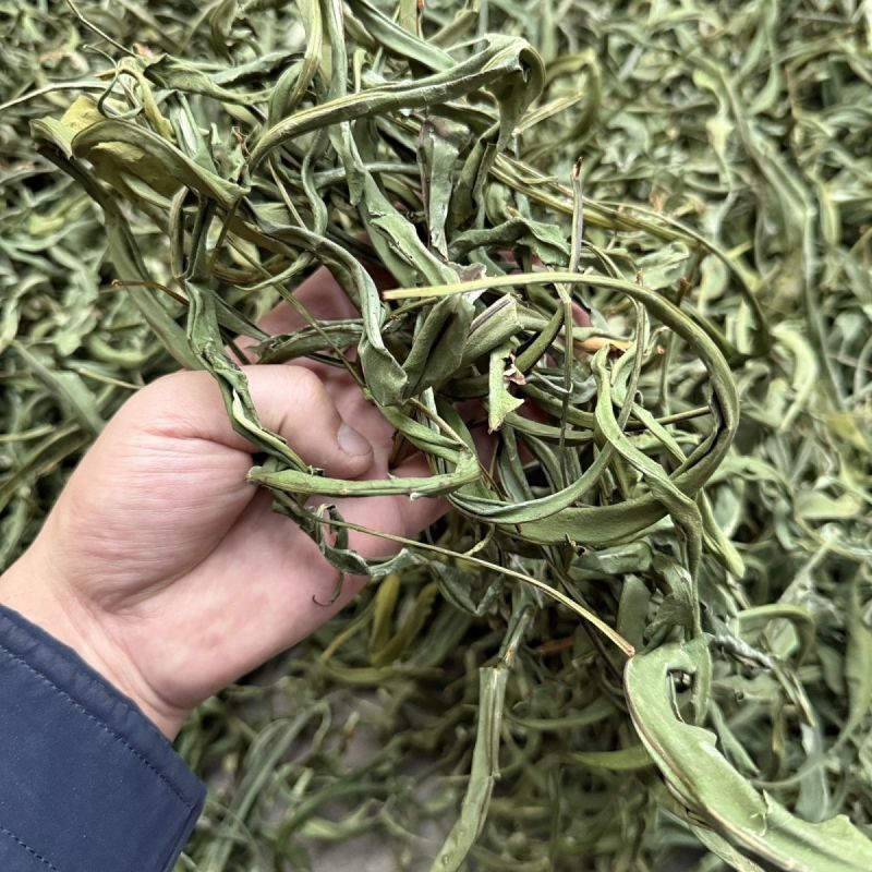 大叶化石草云南野生化石草猫须草黄金茶肾草肾精草茶腰只草