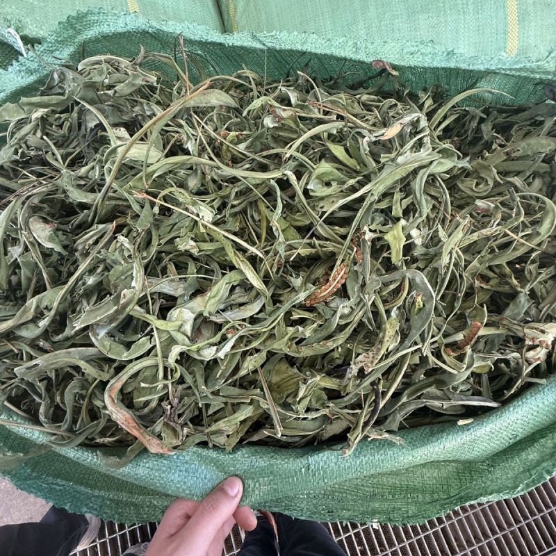 大叶化石草云南野生化石草猫须草黄金茶肾草肾精草茶腰只草